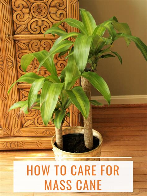 How to Care for Mass Cane Plant - Dengarden