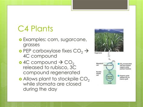 PPT - Calvin Cycle & Alternate Pathways PowerPoint Presentation - ID:5781936