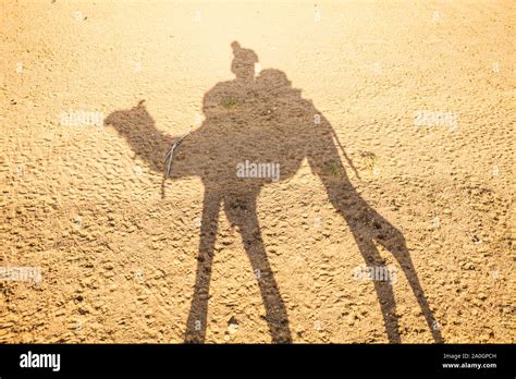 Camel shadow desert hi-res stock photography and images - Alamy