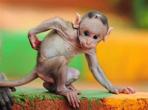 8 Strange Animal Babies That Look Nothing like Their Parents | Hairless animals, Cute animals ...