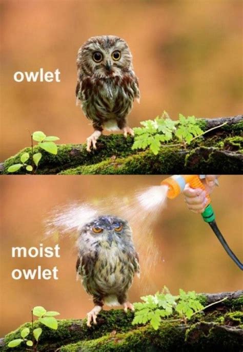 20 Hilariously Adorable Owl Memes | Funny puns, Bones funny, Haha funny