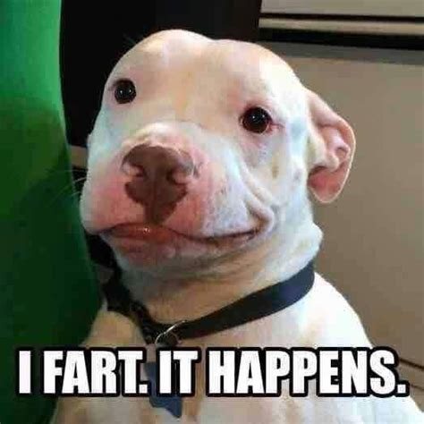 Pin by Dee Daniel on Pibbles | Funny dogs, Funny cute, Funny animal pictures