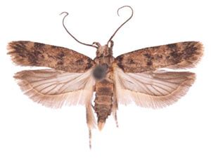 Moth Photographers Group – Pectinophora scutigera – 19582