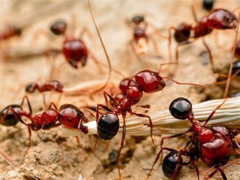 How to Get Rid of Fire Ants: Safe & Effective Strategies