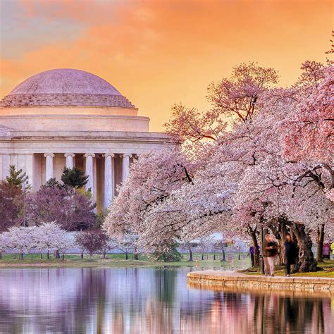 28 Places to See Cherry Blossoms in the U.S. | Hello Little Home