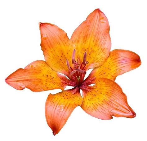 Free picture: lily, flower, white background