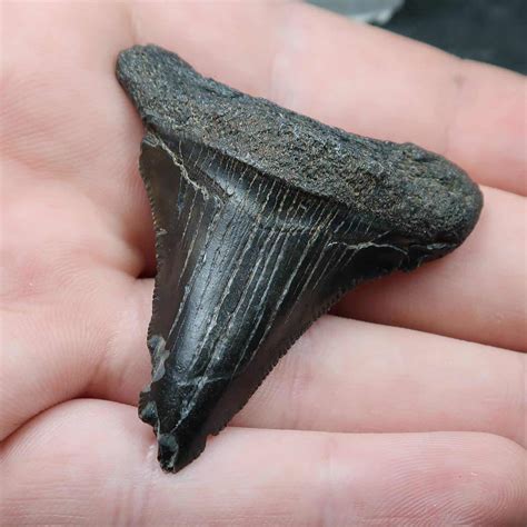 Fossil Carcharodon Megalodon Teeth - Buy Fossil Shark Tooth Online - UK