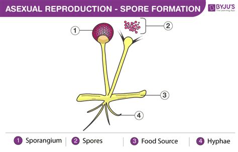 Asexual Reproduction - Types, Advantages, Disadvantages, Examples