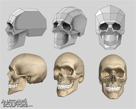 Fuck-ton of Anatomy References: Reborn • A luscious fuck-ton of human skull references.