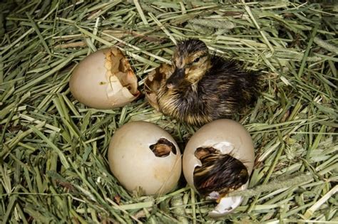 Witnessing the miracle of incubation | News | swnewsmedia.com