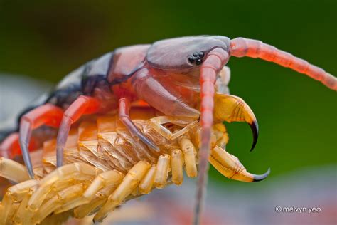 Freshly moulted centipede by melvynyeo on DeviantArt