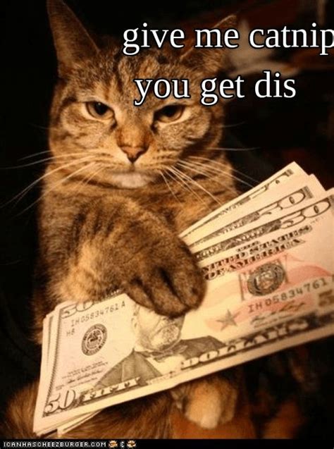 Money cat | Money cat, Funny cats, Pretty cats