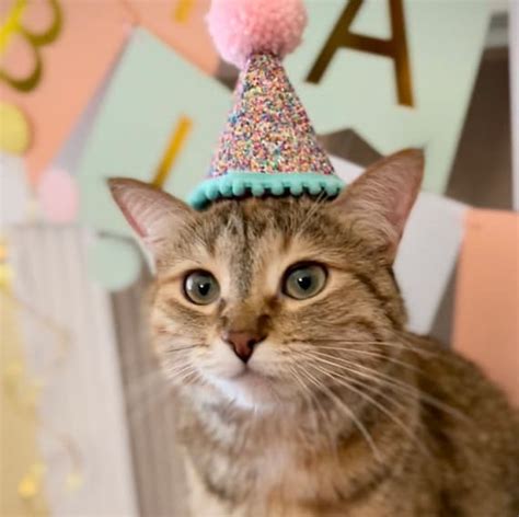 Cat Birthday Hat Pet Party Hat Puppy Birthday First - Etsy