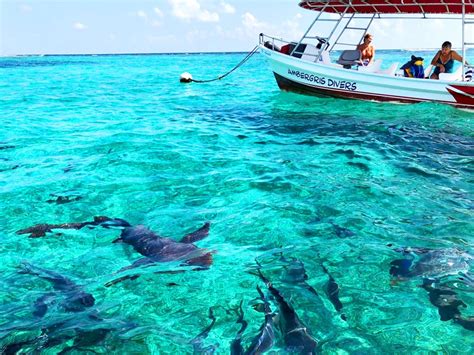 Snorkeling Hol Chan, Shark Ray Alley | Belize Snorkeling Ambergris Divers