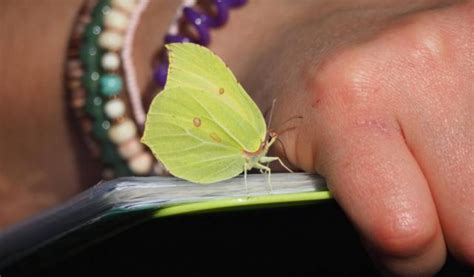 Wildlife charity, Butterfly Conservation, launches plea to public to help measure impacts of ...