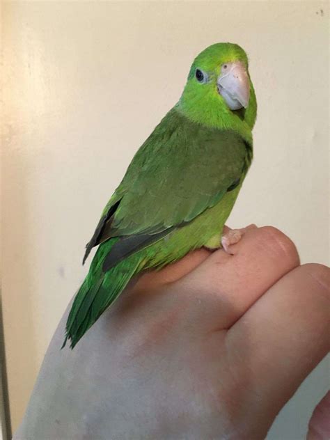 Green Parrotlet