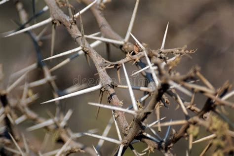 24,577 Thorn Bush Stock Photos - Free & Royalty-Free Stock Photos from Dreamstime