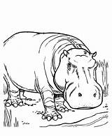 Hippopotamus Coloring Pages At GetColoringscom  Free Printable sketch template