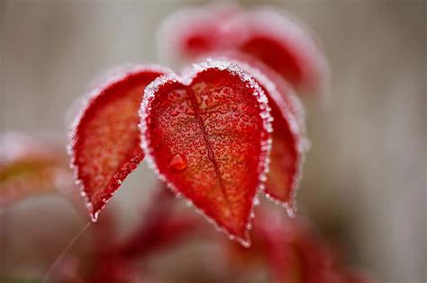 leaves, ice, frost, nature, hoarfrost, winter, background, icy, fresh, cold, red | Pikist