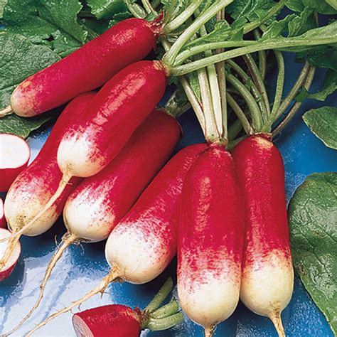 French Breakfast Radish | Gurney's Seed & Nursery Co.