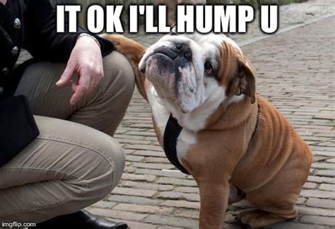 Sympathetic Bulldog Memes - Imgflip