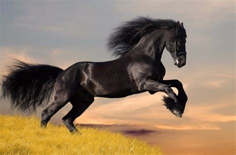 Black-Horse-Running-Wallpaper-1600×1050 | Maçonaria Tupiniquim