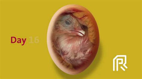 Chicken Embryo Development Chart