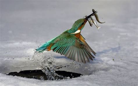 Kalispell, MT | Vögel als haustiere, Tiere wild, Schöne vögel