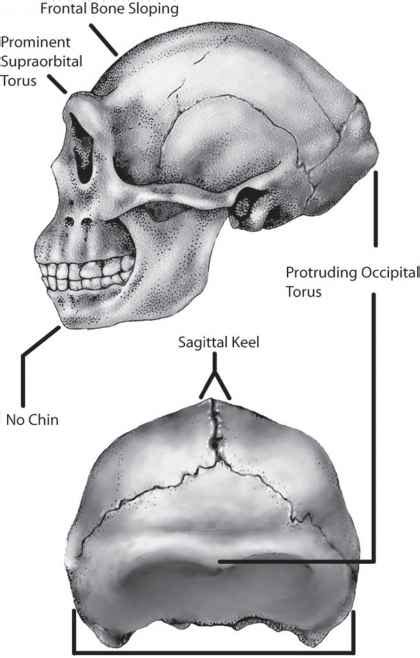 Anatomy of Peking Man Revealed - Homo Erectus - Fossil Hunters