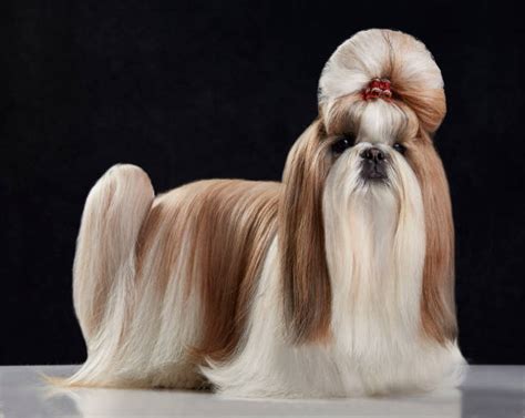 Cute Shih Tzu Haircuts Stock Photos, Pictures & Royalty-Free Images - iStock