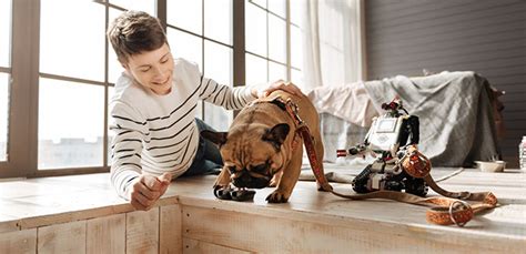 Brain Games for Dogs: How to Keep Your Dog Entertained Indoors