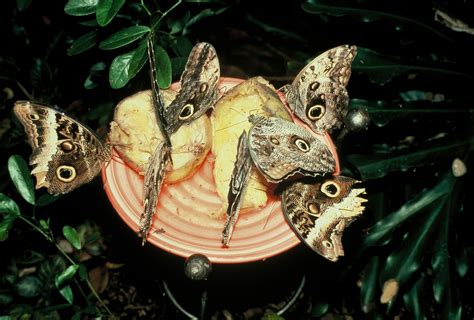 Butterfly Center Fruit Salad | BEYONDbones