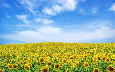 Sunflower meadow, landscape, sky, sunflowers, flowers HD wallpaper | Wallpaper Flare