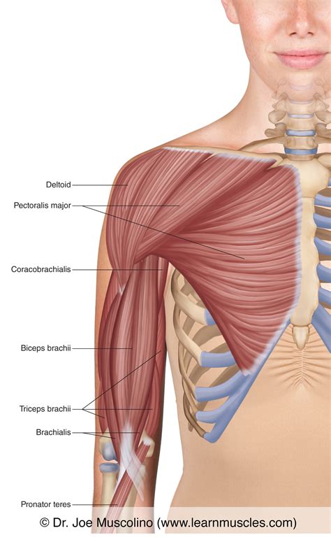 Arm Muscle Diagram Anterior