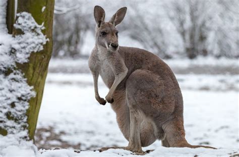 Does it Snow in Australia During The Winter Season? | TouristSecrets