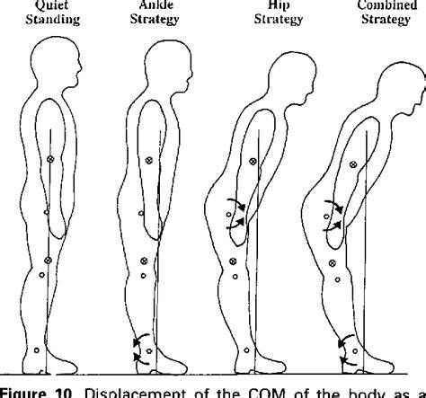 Figure I from Human balance and posture control during standing and ...