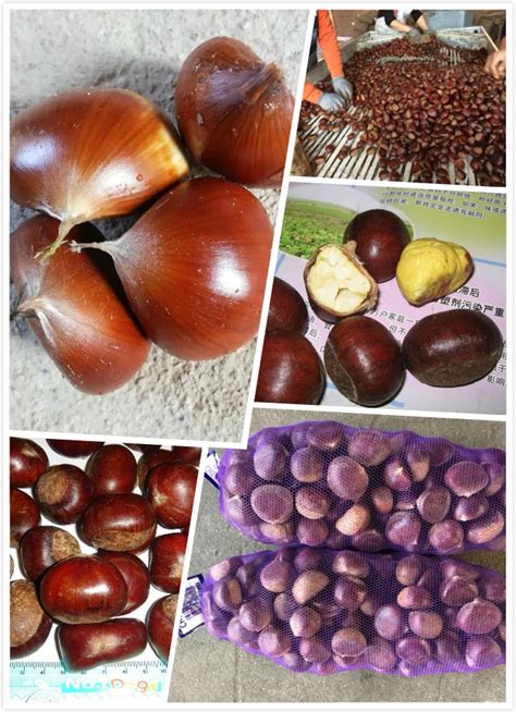 Fresh Chinese Chestnuts For Sale - Buy Chestnuts,Chinese Chestnuts,Fresh Chestnuts Product on ...