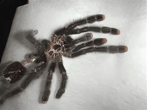 The Ultimate Guide to Caring for Your Pink Toe Tarantula