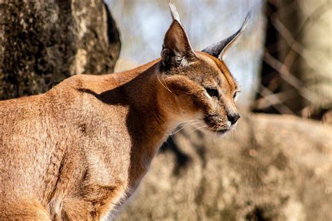 12 Wild Animals in Lebanon [Wildlife in Lebanon] - Kevmrc