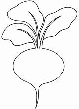 Beetroot coloring Page  Free Printable Coloring Pages sketch template