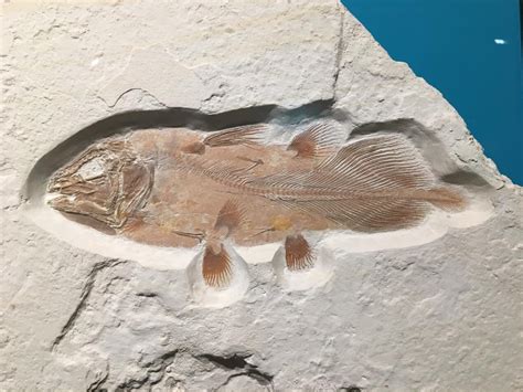 Enormous ancient fish fossil discovered in search of pterodactyl remains