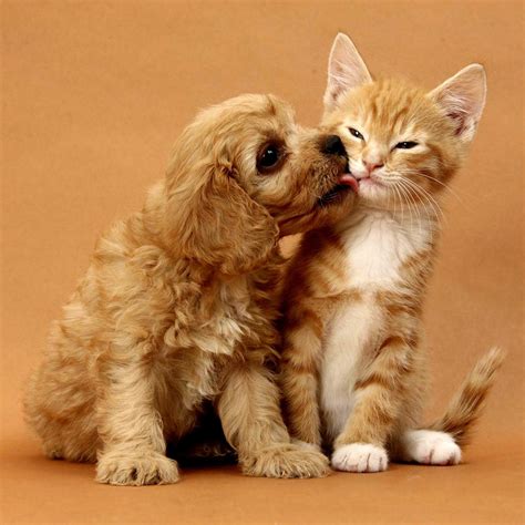 How Do Dogs And Cats Get Along