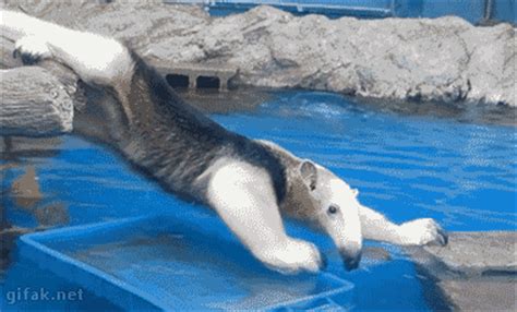 Funny animal gifs - part 200 (10 gifs) | Amazing Creatures