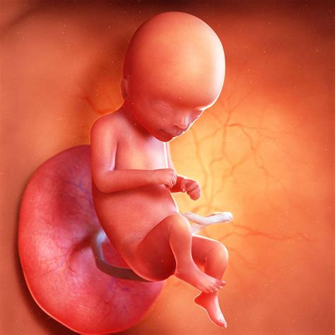 The Joy of Pregnancy: Exploring the Growth and Development of a 16-Week Fetus!