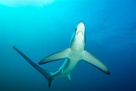 Acoustic tracking shows thresher sharks are early birds – Physics World