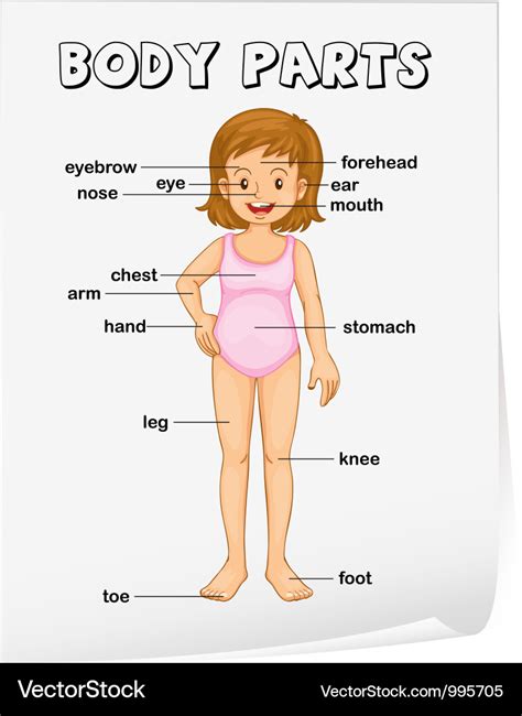 Body parts diagram poster Royalty Free Vector Image