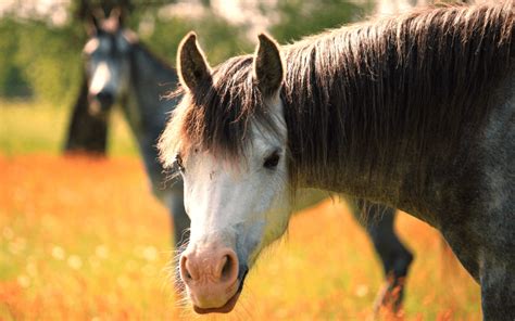 The Absolutely Best Pony Breed (Plus 10 More Great Ones)