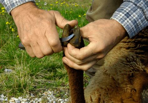 Sheep Hoof Care 101 – Everything You Need To Know – Savvy Farm Life