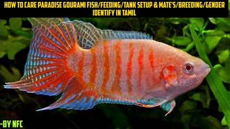 HOW TO CARE PARADISE GOURAMI FISH/FEEDING/TANK SETUP & MATE'S/BREEDING/GENDER IDENTIFY IN TAMIL ...