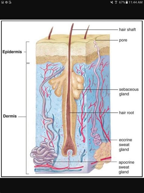 Sebaceous gland | Sebaceous gland, Sweat gland, Dermis